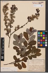 Foto von Salix aurita L.